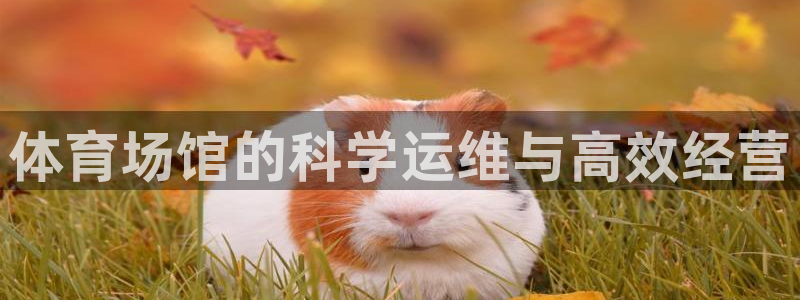 必一体育sport装机吧